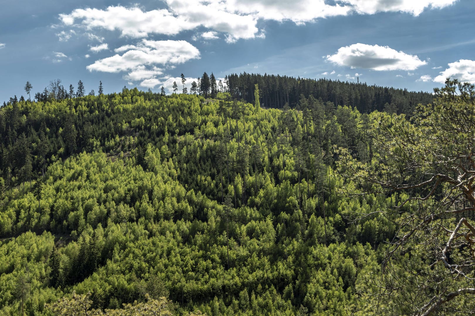 Blick auf den Wald in der Nähe von Saalfeld: Mehrere Tage suchten Beamte nach der 46-Jährigen. (Symbolbild)