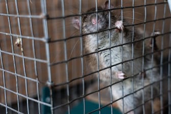Eine Ratte in einem Käfig (Symbolfoto): Meist gelten die Nager als Überträger der Pest.