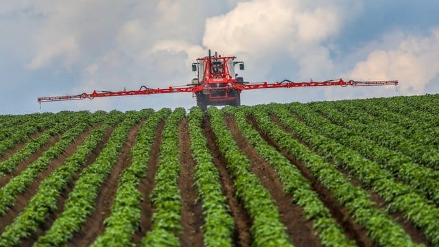 Ein Landwirt spritzt sein Kartoffelfeld mit einem Fungizid gegen Kraut- und Knollenfäule (Phytophthora infestans).