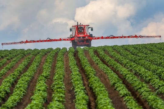 Ein Landwirt spritzt sein Kartoffelfeld mit einem Fungizid gegen Kraut- und Knollenfäule (Phytophthora infestans).