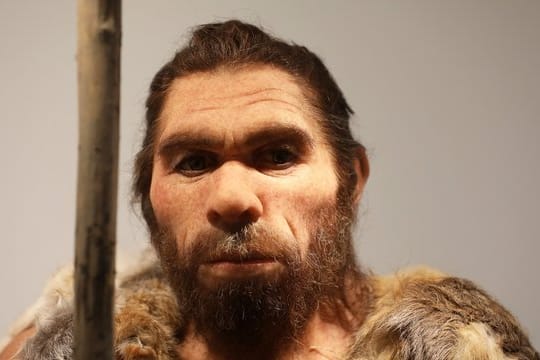 Neandertaler-Nachbildung im LVR-Landesmuseum