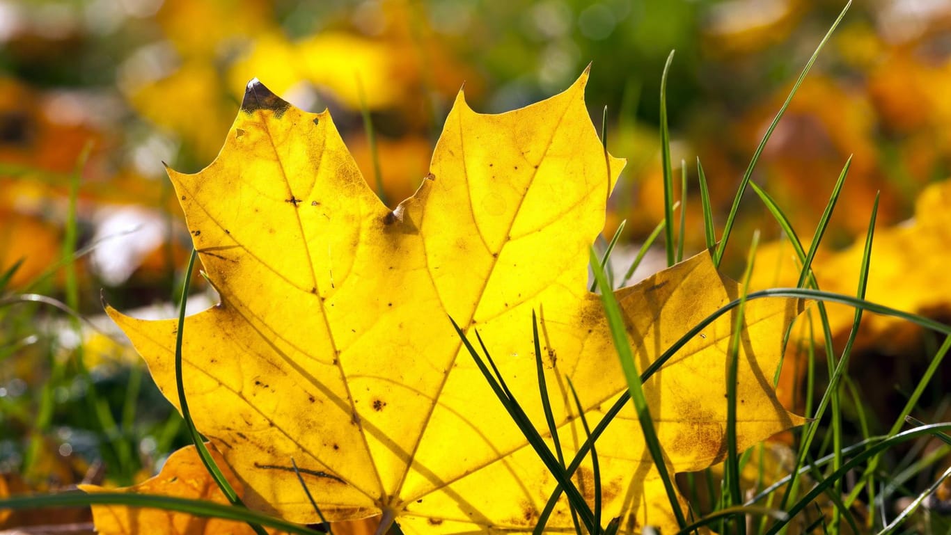 Gefallene Blätter (Symbolbild): Herbstlaub ist schön anzusehen, kann aber auch lästig sein.