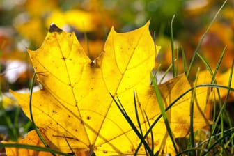 Gefallene Blätter (Symbolbild): Herbstlaub ist schön anzusehen, kann aber auch lästig sein.