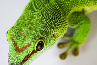 Ein Madagaskar-Taggecko (Phelsuma madagascariensis) sitzt in einem Terrarium im Hamburger Tierheim.