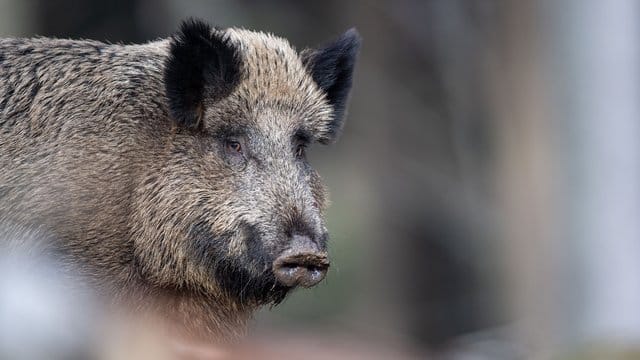 Afrikanische Schweinepest: Als Ursache für die Verbreitung in Europa über längere Entfernungen wird achtloses Wegwerfen von Speiseabfällen vermutet.