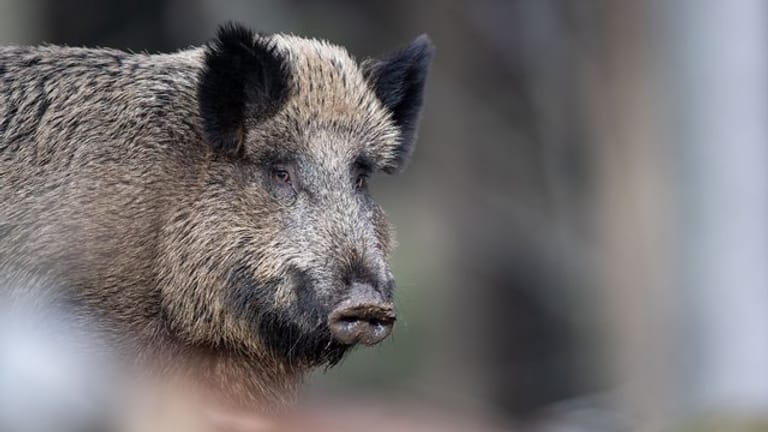 Afrikanische Schweinepest: Als Ursache für die Verbreitung in Europa über längere Entfernungen wird achtloses Wegwerfen von Speiseabfällen vermutet.