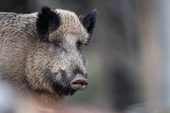 Afrikanische Schweinepest: Als Ursache für die Verbreitung in Europa über längere Entfernungen wird achtloses Wegwerfen von Speiseabfällen vermutet.