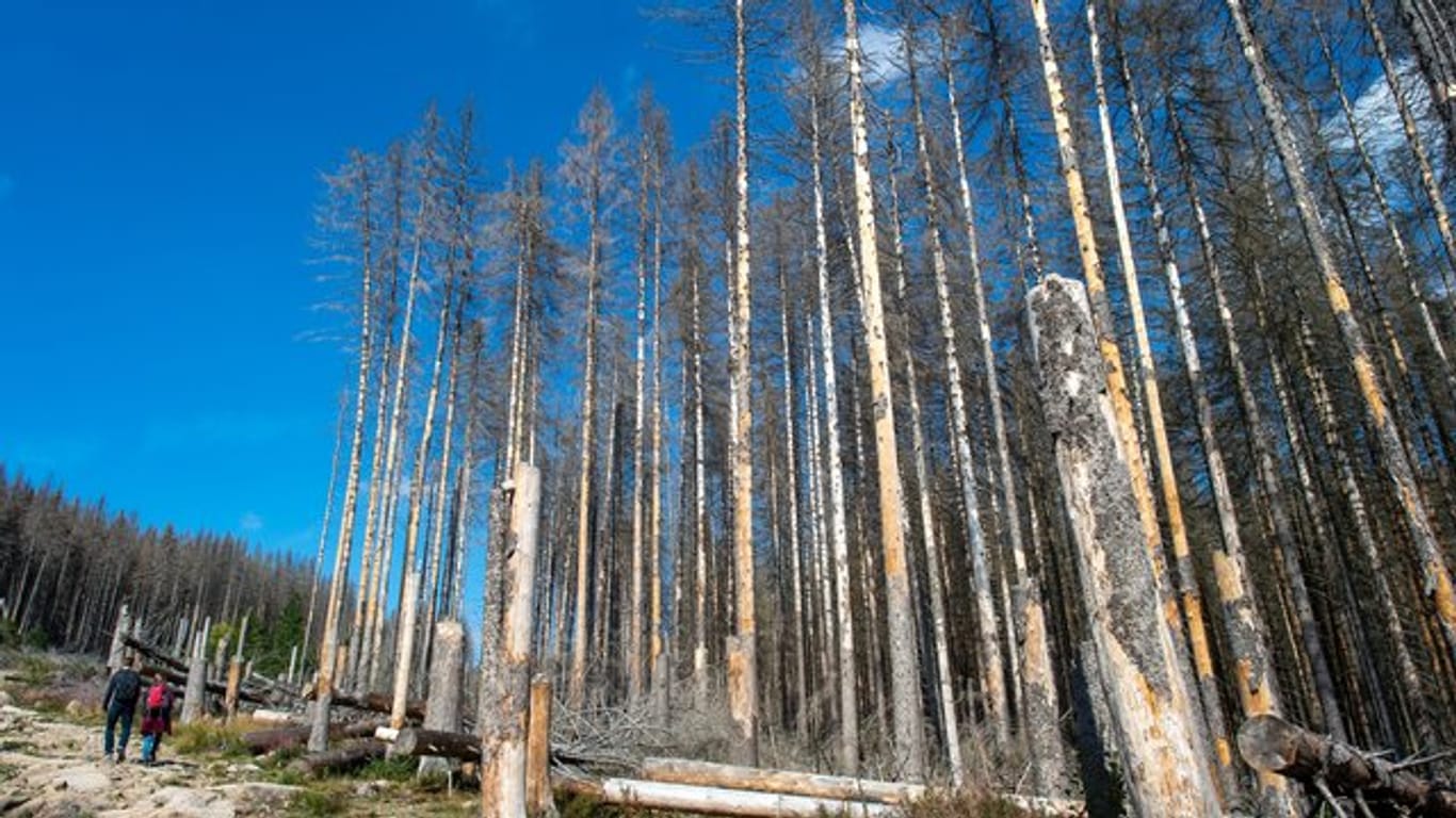 Wanderer gehen im Nationalpark Harz an abgestorbenen Fichten vorbei.