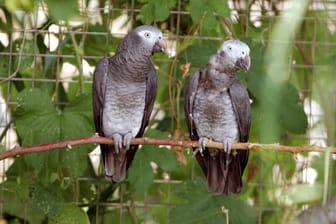 Graupapageien: In einem Wildpark in Großbritannien haben fünf der Vögel Beleidigungen gelernt und Besucher beschimpft.