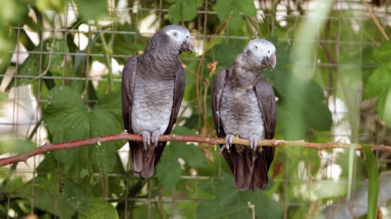 Graupapageien: In einem Wildpark in Großbritannien haben fünf der Vögel Beleidigungen gelernt und Besucher beschimpft.