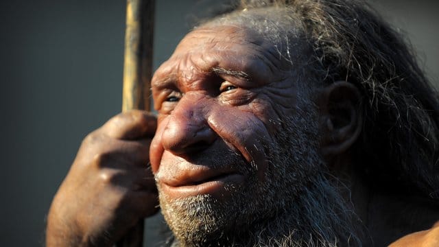 Wer Neandertaler-Gene in sich trägt, hat eine höhere Wahrscheinlichkeit für einen schweren Verlauf einer Covid-19-Erkrankung.