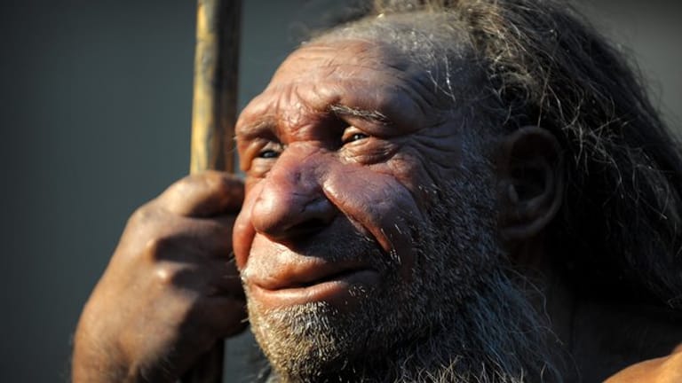 Wer Neandertaler-Gene in sich trägt, hat eine höhere Wahrscheinlichkeit für einen schweren Verlauf einer Covid-19-Erkrankung.
