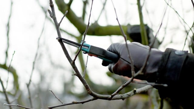 Obstbaum vermehren: Um einen alten Apfelbaum zu erhalten, kann er mit sogenannten Reisern veredelt werden.