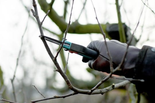 Obstbaum vermehren: Um einen alten Apfelbaum zu erhalten, kann er mit sogenannten Reisern veredelt werden.