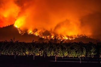 Von den bewaldeten Hügeln in der Nähe von Calistoga nahe von Weinreben schlagen Flammen des "Glass"-Feuers empor.