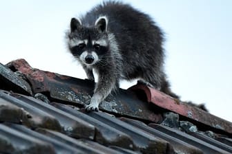 Waschbär auf dem Dach: Die Eroberung neuer Lebensräume erfolgt über Schiffe, Lastwagen oder Flugzeuge entlang der weltweiten Verkehrs- und Handelsrouten.