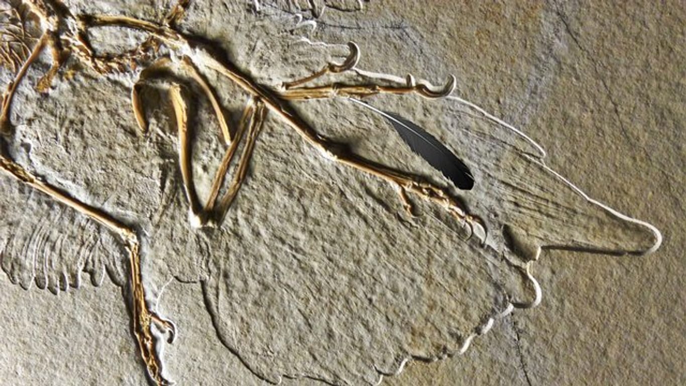 Eine Feder auf der Versteinerung eines Archaeopteryx.