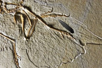 Eine Feder auf der Versteinerung eines Archaeopteryx.