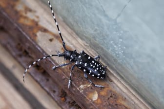 Asiatischer Laubholzbockkäfer: Das gebietsfremde Insekt kann in Europa erhebliche Schäden verursachen.