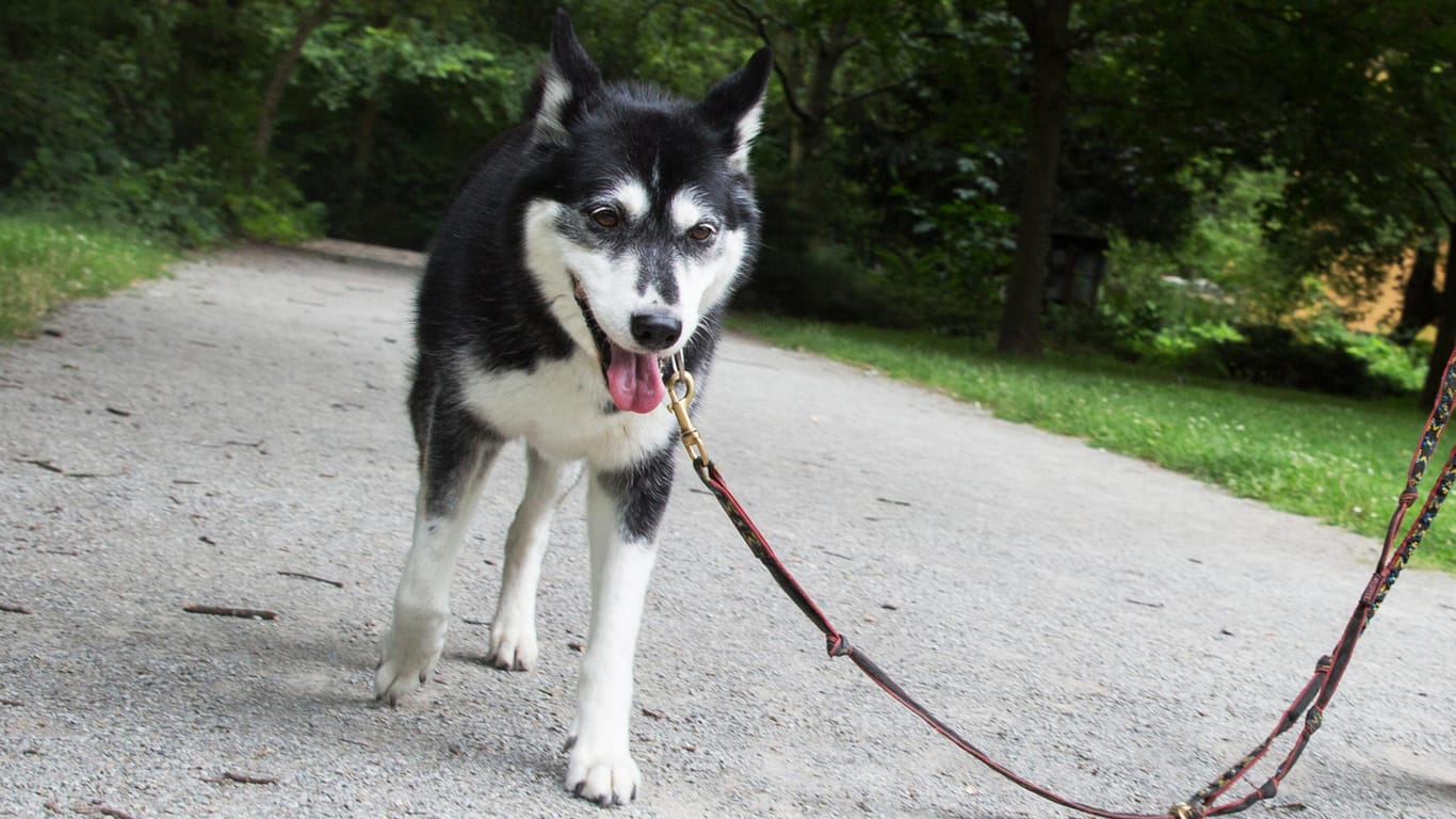 Desorientiert und langsamer: Auch Hunde können an einer Demenz erkranken.