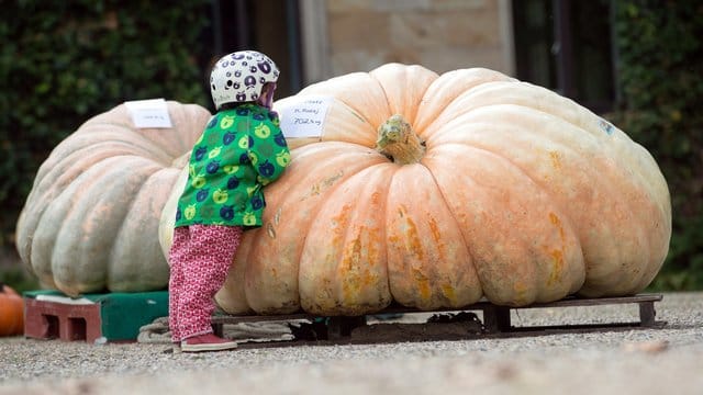 Riesenkürbis der Sorte Atlantic Giant (Symbolbild): Ein Züchter hat mit einem 702 Kilogramm schweren Kürbis nun einen Rekord in Niedersachsen erzielt. Riesenkürbis der Sorte Atlantic Giant (Symbolbild): Ein Züchter hat mit einem 702 Kilogramm schweren Kürbis nun einen Rekord in Niedersachsen erzielt.