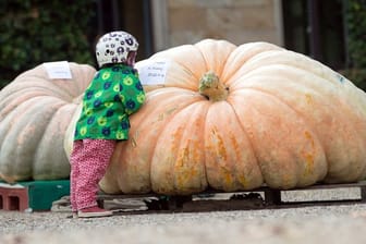 Riesenkürbis der Sorte Atlantic Giant (Symbolbild): Ein Züchter hat mit einem 702 Kilogramm schweren Kürbis nun einen Rekord in Niedersachsen erzielt.