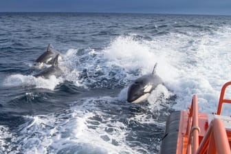 Das undatierte Foto, das vom spanischen Ministerium für Verkehr, Mobilität und städtische Agenda zur Verfügung gestellt wurde, zeigt drei Schwertwale, die neben einem Seenotrettungsboot schwimmen.