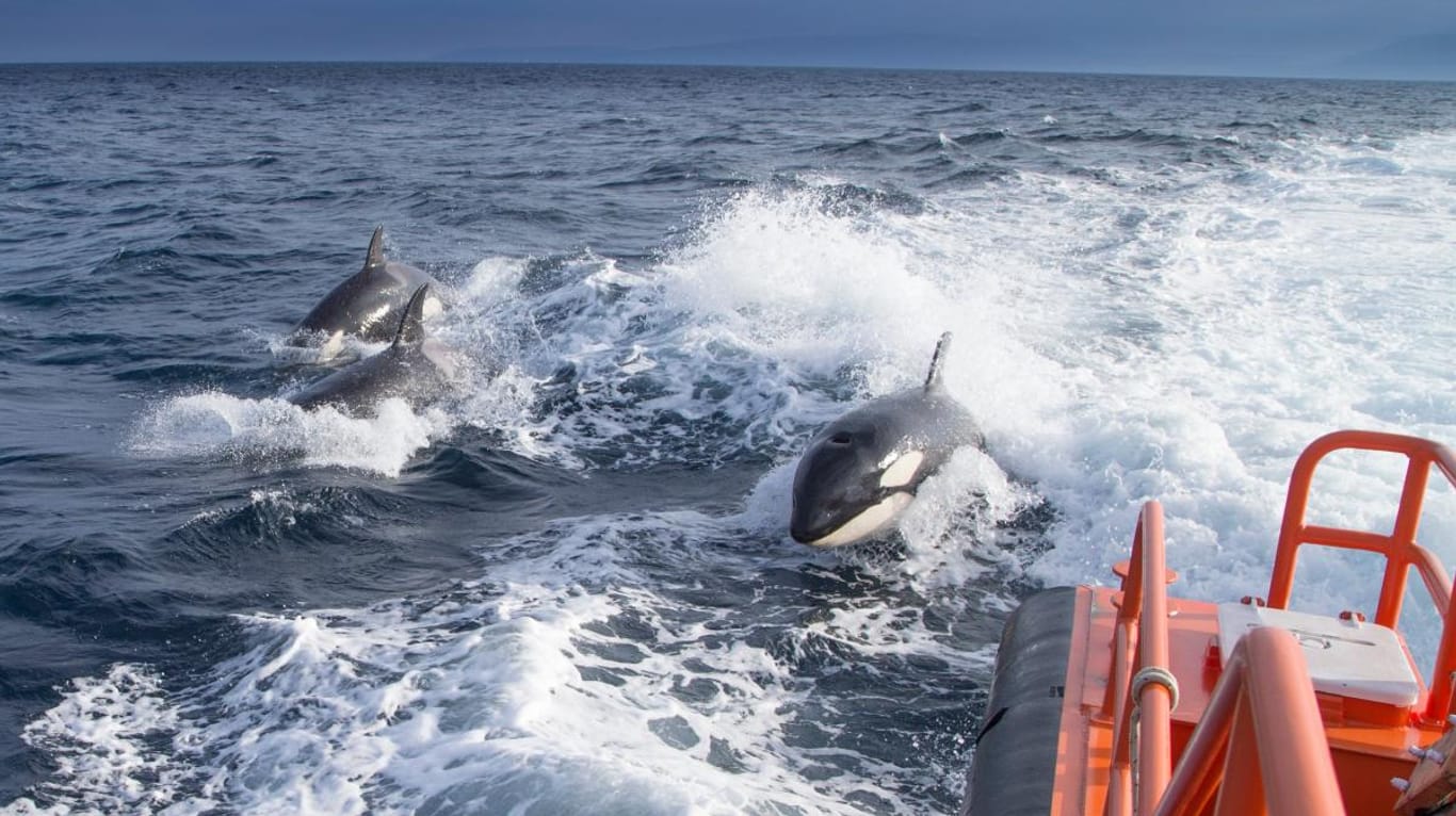 Schwertwale schwimmen neben einem spanischen Seenotrettungsboot: Behörden versuchen Menschen wie Tiere gleichermaßen zu schützen.