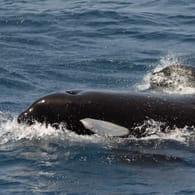 Schwertwale (Symbolbild): Forscher sind verwundert, dass es vor Spanien immer wieder zu Angriffen der Meeressäuger auf Segler kommt.