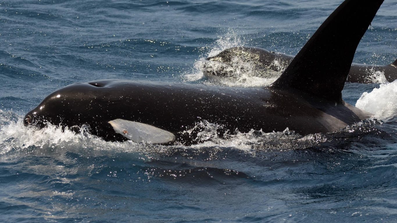 Schwertwale (Symbolbild): Forscher sind verwundert, dass es vor Spanien immer wieder zu Angriffen der Meeressäuger auf Segler kommt.