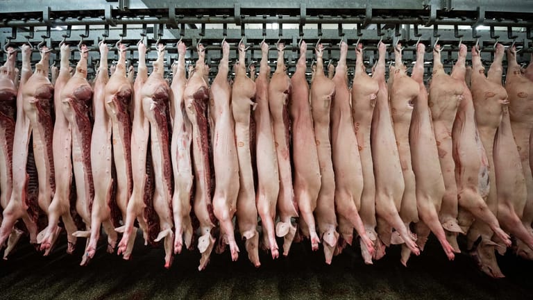 Schweinemast: Schweinehalter beklagen, dass sie nicht mehr wissen, wohin mit den Tieren – wegen der Corona-Hygieneauflagen.