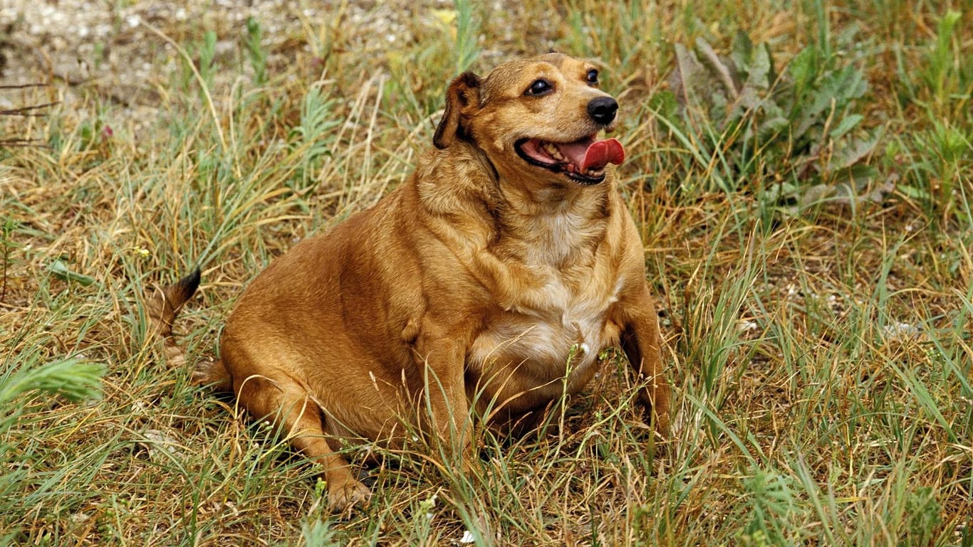 Übergewichtiger Hund (Symbolbild): Eine Klinik in München bietet Adipositas-Beratungen für Haustiere an.