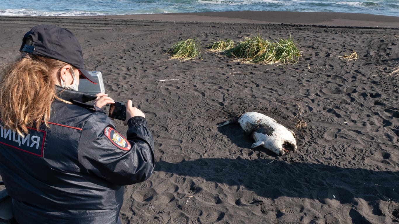 Russland, Petropawlowsk-Kamtschatski: Eine tote Robbe am Chalaktyrsky-Strand wird von einer Polizistin fotografiert.