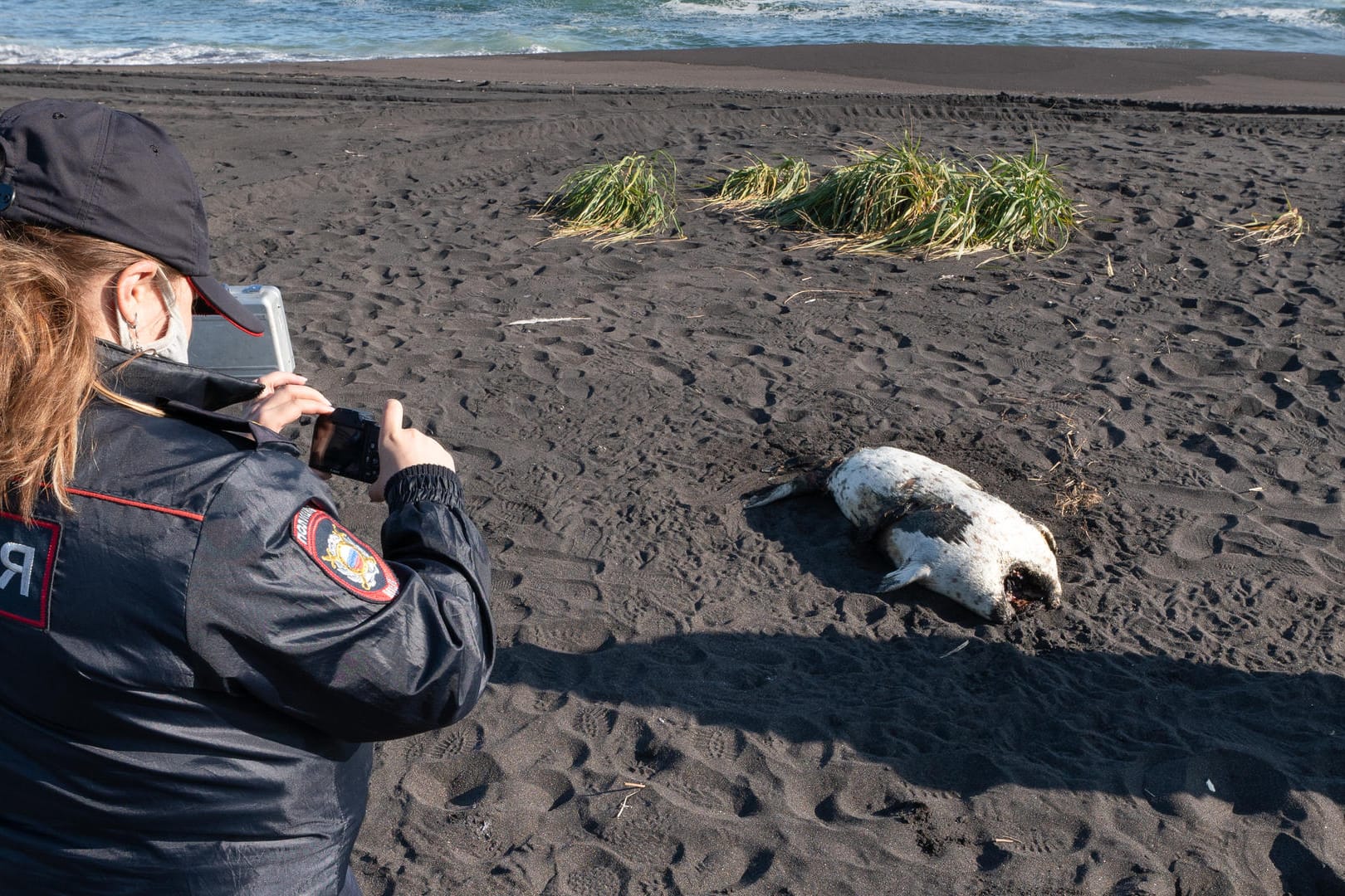 Russland, Petropawlowsk-Kamtschatski: Eine tote Robbe am Chalaktyrsky-Strand wird von einer Polizistin fotografiert.