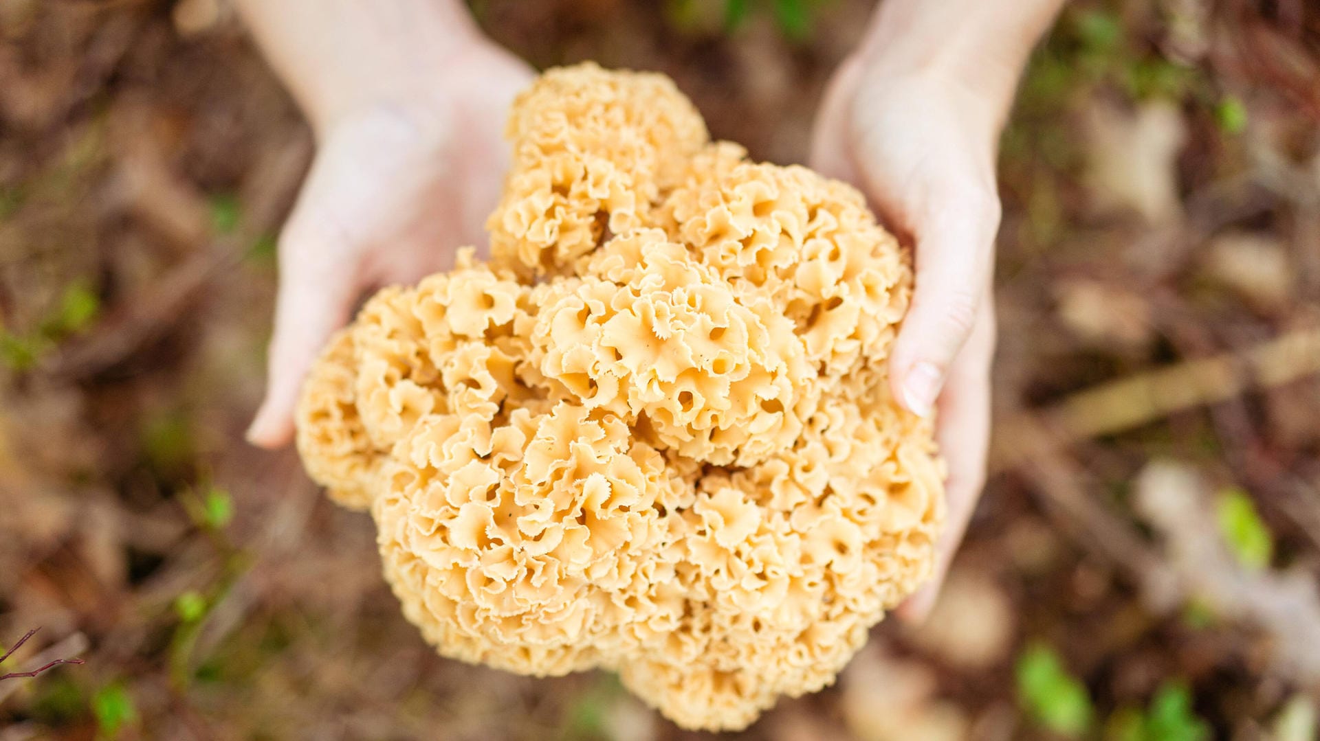 Krause Glucke: Am besten schmecken junge Pilze.