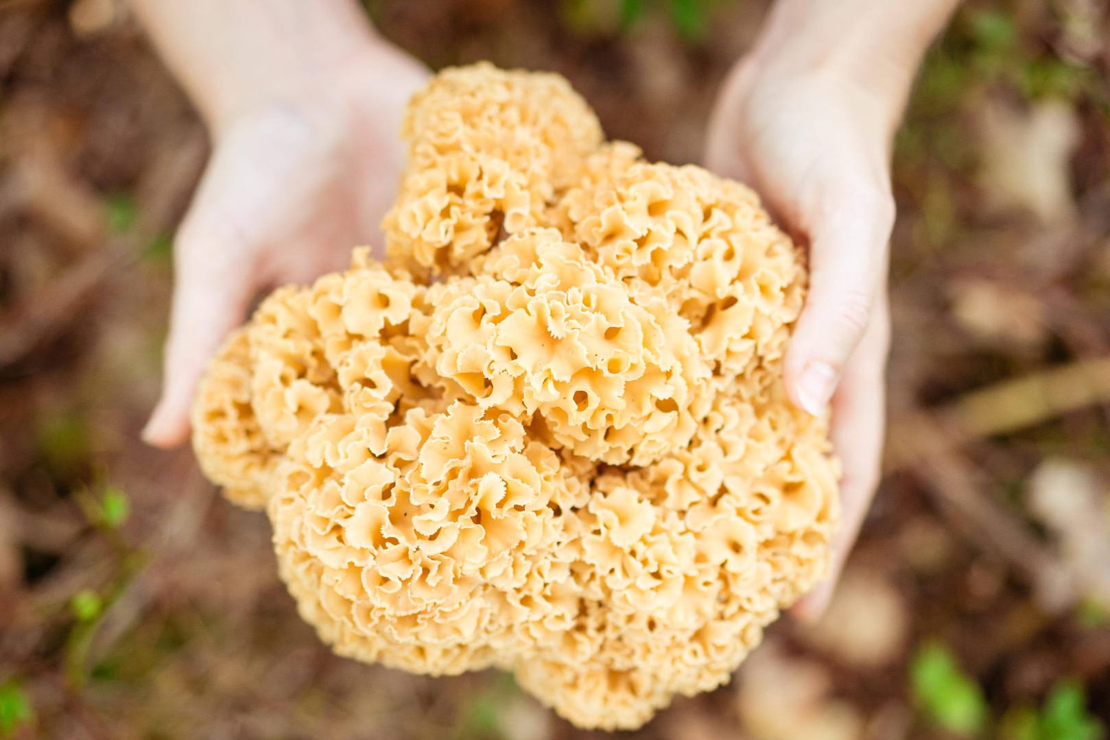 Krause Glucke: Am besten schmecken junge Pilze.