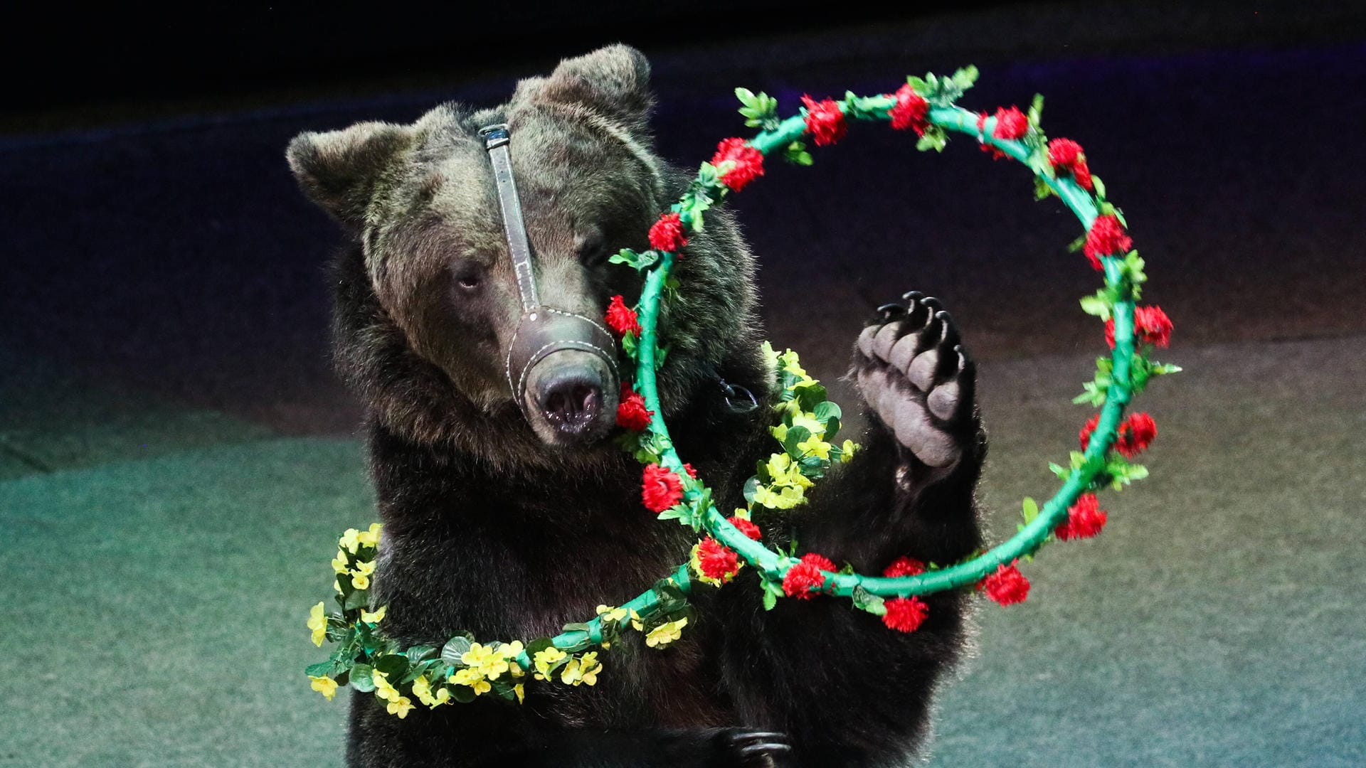 Bär bei einem Zirkusauftritt: Ein Tierpfleger des Großen Moskauer Staatszirkus wurde tödlich verletzt.