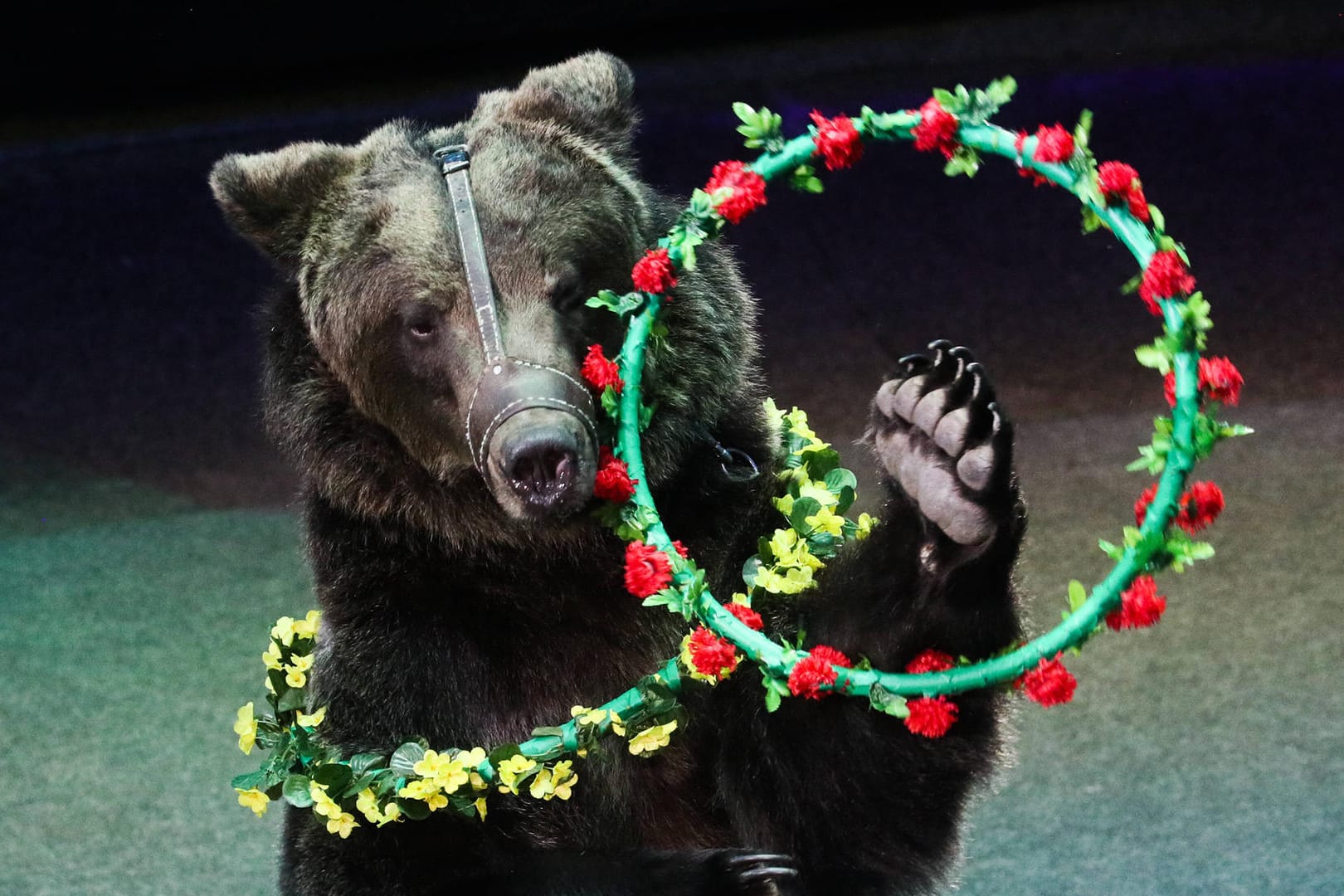 Bär bei einem Zirkusauftritt: Ein Tierpfleger des Großen Moskauer Staatszirkus wurde tödlich verletzt.