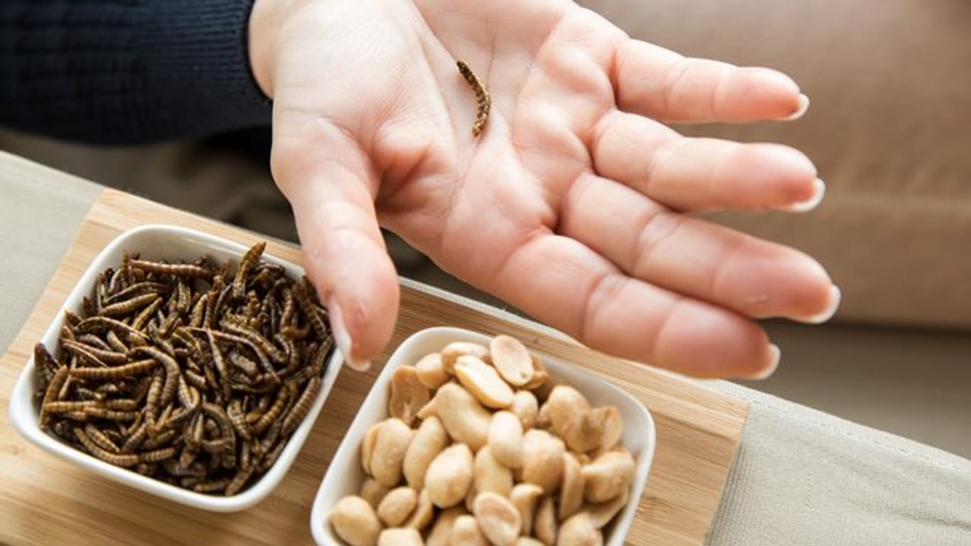Ist der Mehlwurm ein leckerer Snack oder bedenklich? Verbraucher sollten bei insektenhaltigen Lebensmitteln lieber skeptisch sein.