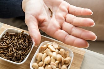 Ist der Mehlwurm ein leckerer Snack oder bedenklich? Verbraucher sollten bei insektenhaltigen Lebensmitteln lieber skeptisch sein.