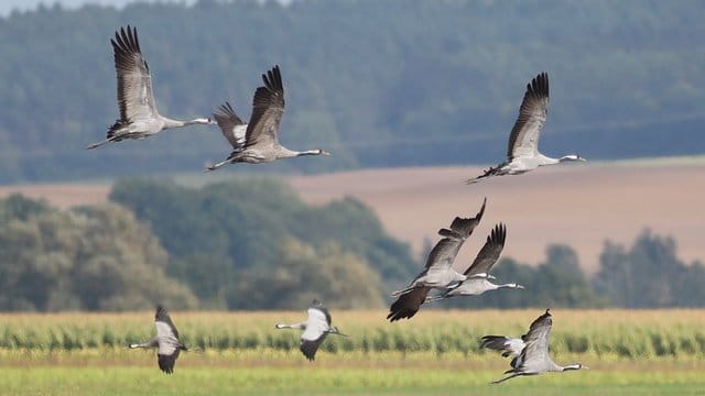 Zugvögel: Auch Kraniche machen sich im Herbst auf den Weg in den Süden.