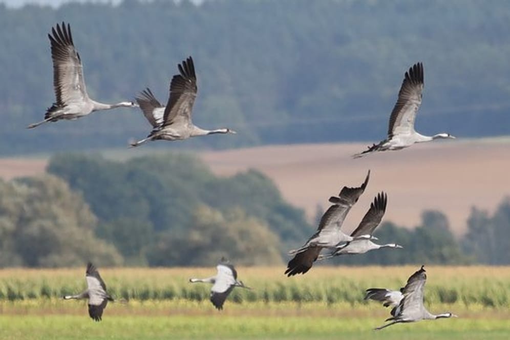 Zugvögel: Auch Kraniche machen sich im Herbst auf den Weg in den Süden.