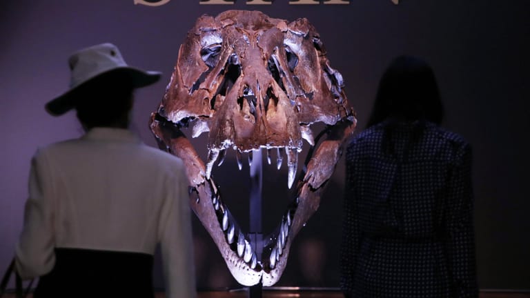 T-Rex Stan in New York: Das Dinosaurierskelett ist für knapp 32 Millionen Dollar versteigert worden.g