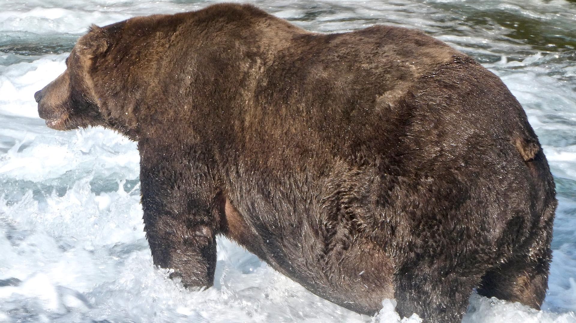 Der Gewinner des "Fat Bear"-Wettbewerbs in Alaska: Der Braunbär mit der Nummer 747 ist so fett, dass sein Bauch scheinbar den Boden streift.