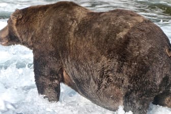 Der Gewinner des "Fat Bear"-Wettbewerbs in Alaska: Der Braunbär mit der Nummer 747 ist so fett, dass sein Bauch scheinbar den Boden streift.