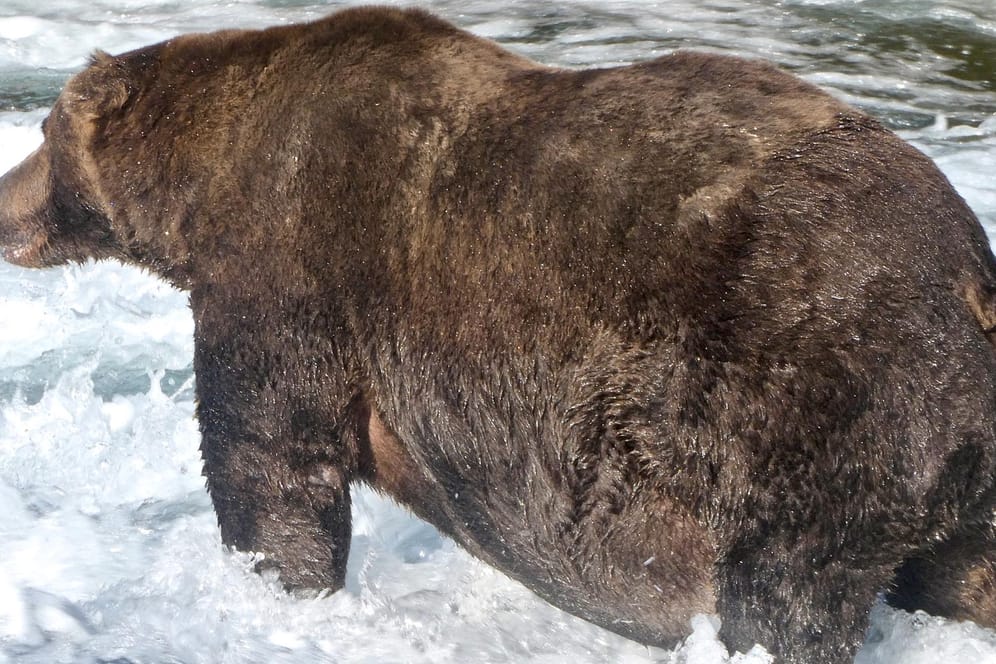 Der Gewinner des "Fat Bear"-Wettbewerbs in Alaska: Der Braunbär mit der Nummer 747 ist so fett, dass sein Bauch scheinbar den Boden streift.