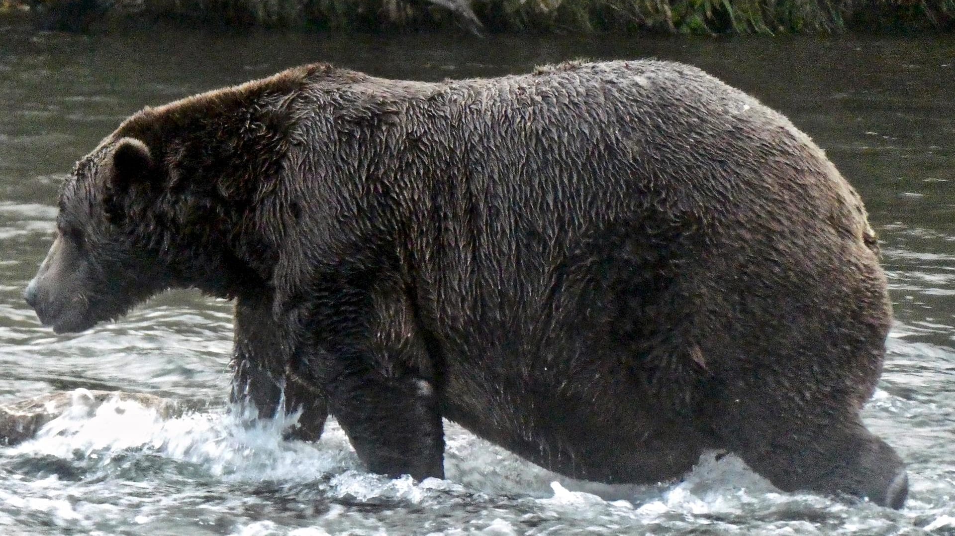 Fett, aber für Platz eins nicht fett genug: Braunbär "Chunk" landete beim Wettbewerb auf Rang zwei.