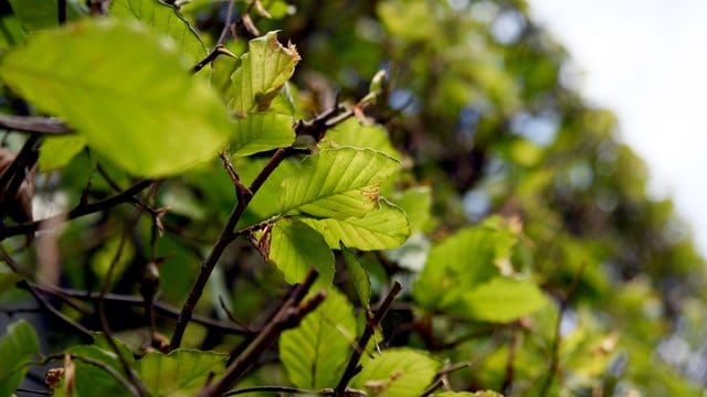 Hecken- und Baumschnitt: Gartenbesitzer haben bestimmte Pflichten in Sachen Heckenschnitt.