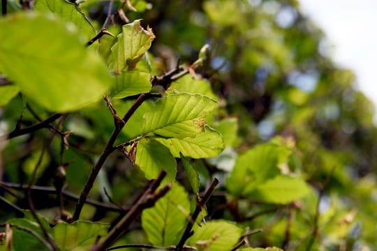 Hecken- und Baumschnitt: Gartenbesitzer haben bestimmte Pflichten in Sachen Heckenschnitt.