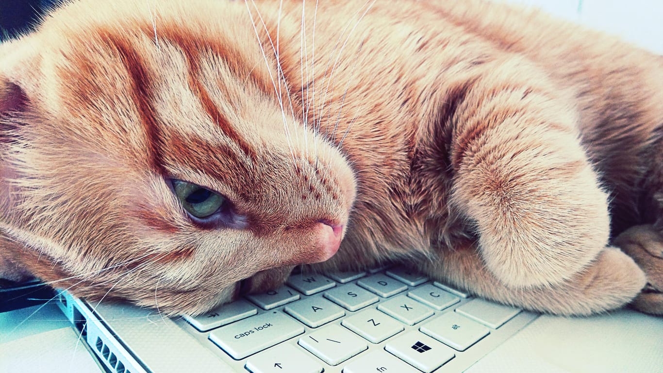 Katze am Computer: So halten Sie das Tier davon ab, sich auf Tastatur oder Maus zu legen